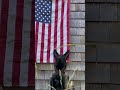 Maligators 116 #dogshorts #malinoislovers #maligator #independenceday #doglover  #belgianmalinois