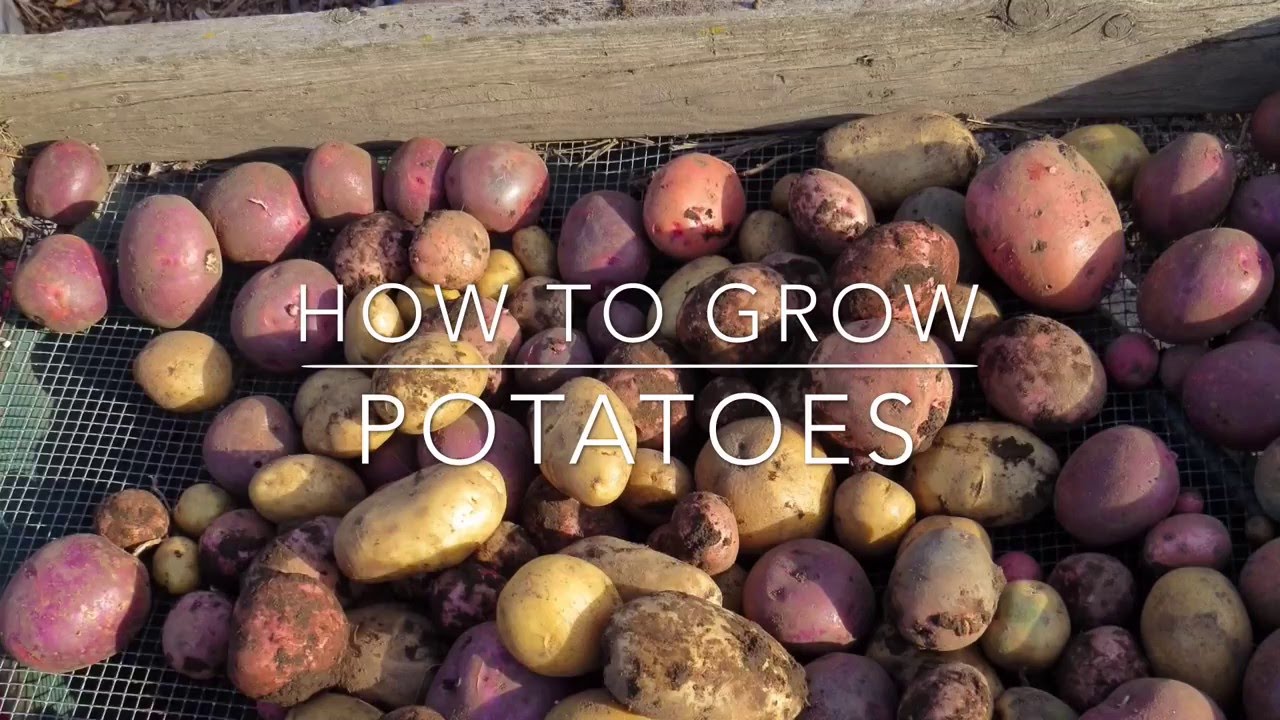 How to Grow Potatoes YouTube