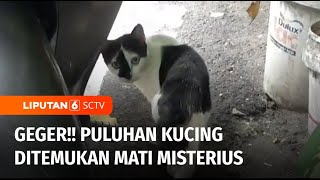 Puluhan Ekor Kucing Ditemukan Mati Misterius di Permukiman Warga di Sunter Agung | Liputan 6