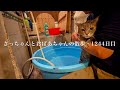 2026.5.20(水)《一日の記録》沢山の贈り物と.. 散歩と.. お風呂で綺麗になった日の猫…【さっちゃんとおばあちゃんの散歩・1244日目】・・・