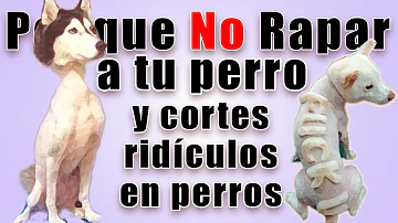 ¿Se sienten los perros más frescos después de un corte de pelo?