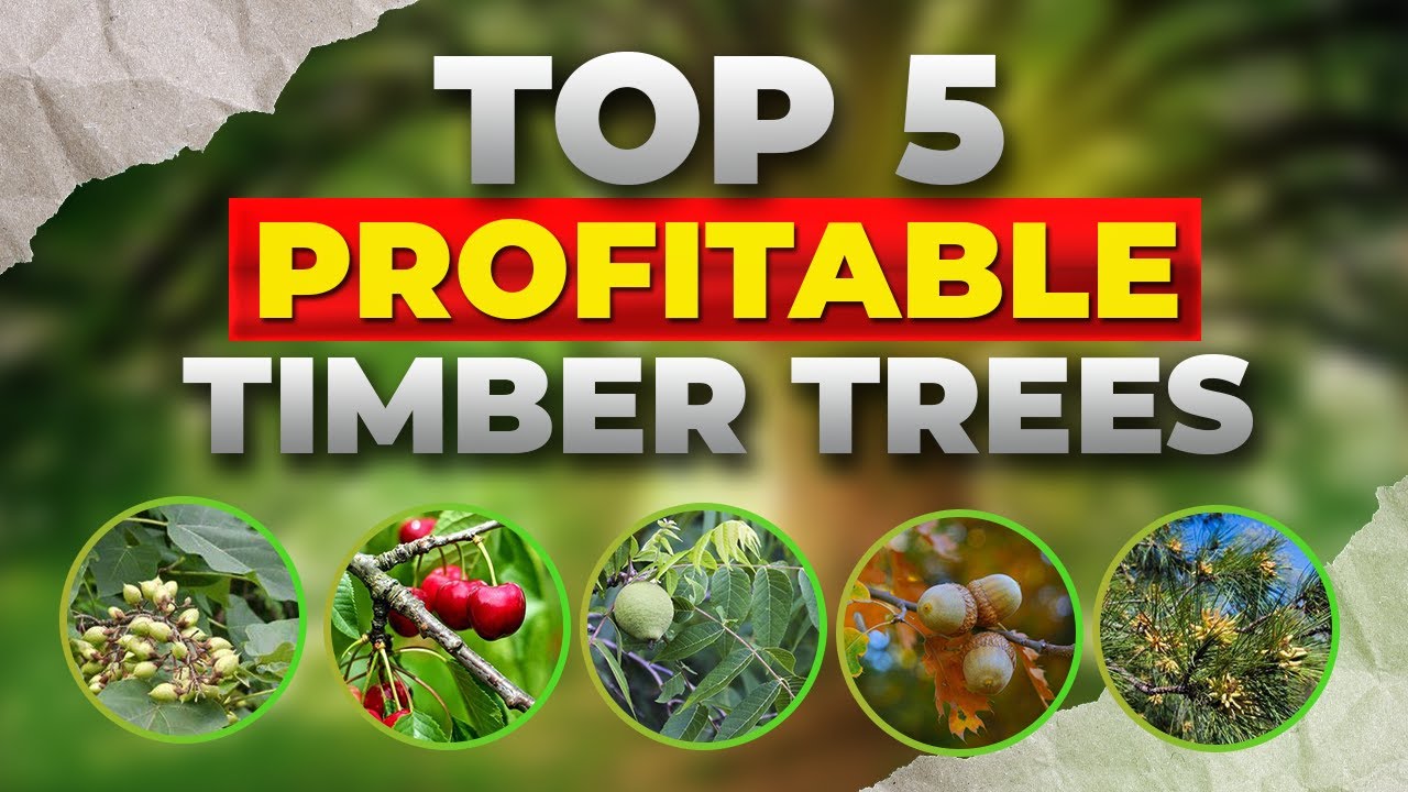 Top 5 Profitable Timber Trees 2022 || Best Timber Trees You Should Have