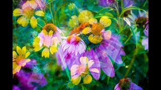 CREATIVE FLOWER PHOTOGRAPHY - In-Camera Multiple Exposure Flowers screenshot 2