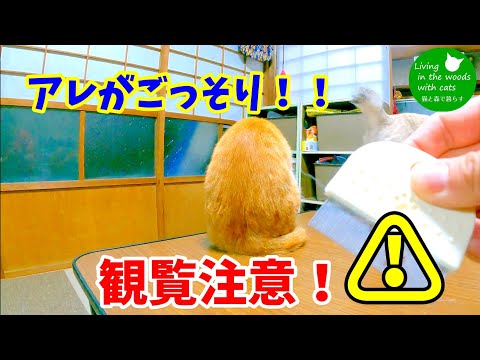 まだノミがいる?ノミ取り櫛が解決する意外な落とし穴