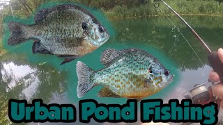 Urban Pond Fishing for Bluegills and Pumpkinseeds