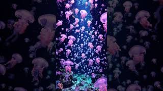 Beautiful jelly fish 🌊 #satisfying #asmr  #jellyfish #ocean #sea