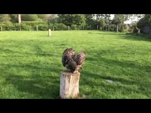 Billie Jean vs Red Kites