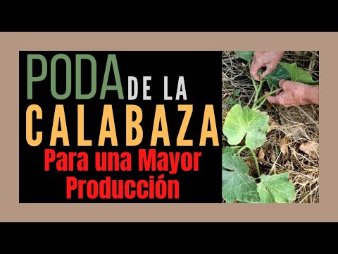 Video: Quitar las hojas de calabaza: ¿Debería podar su planta de calabaza?