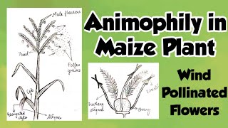 #Animophily #maizeplant #windpollination Animophily | How to draw Maize plant| & Flower of grass