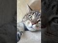Kicia The Shy Tabby Female Cat Catsofyoutube Tabbycat Tabby Kicia Kittycat