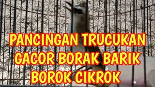 pancingan trucukan gacor borak barik borok cikrok