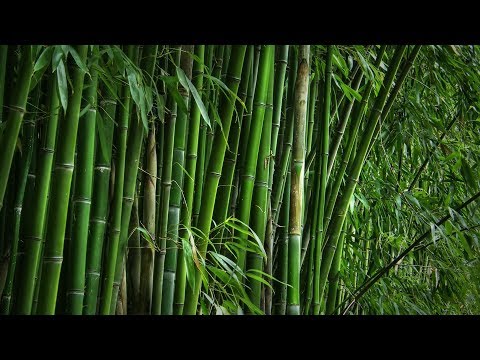 Video: ¿El bambú crece en Spokane?