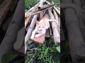 বুনোলতা 🌿 #shorts#cat#adorable#bollywood#music#viral