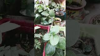 जीवन में सबसे बड़ा दर्द कौन देता है? #family #selflove #sad #trending #trendingshorts #reels #shorts