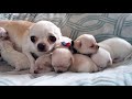 Busy Momma - Resting with her sweet pups