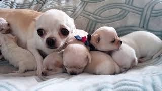Busy Momma  Resting with her sweet pups