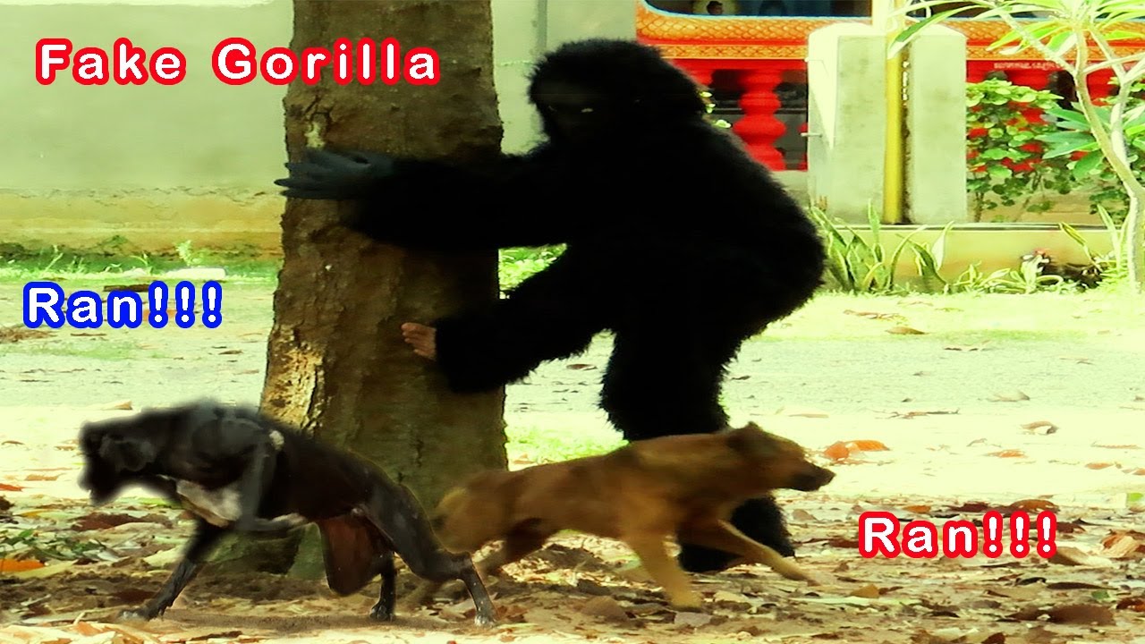 Fake Gorilla Prank Dogs make Funny feeling 2021