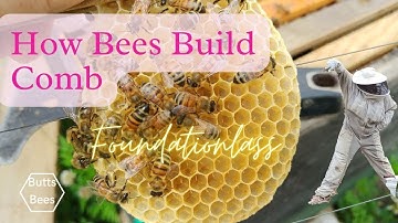 How Bees Build #Honeycomb  AMAZING ARCHITECTS! Foundationless  Frames