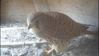 Common Kestrel nest, Livestream, slow TV 24/7, Falco Tinnunculus, Birds nest, fågelholk, tornfalk