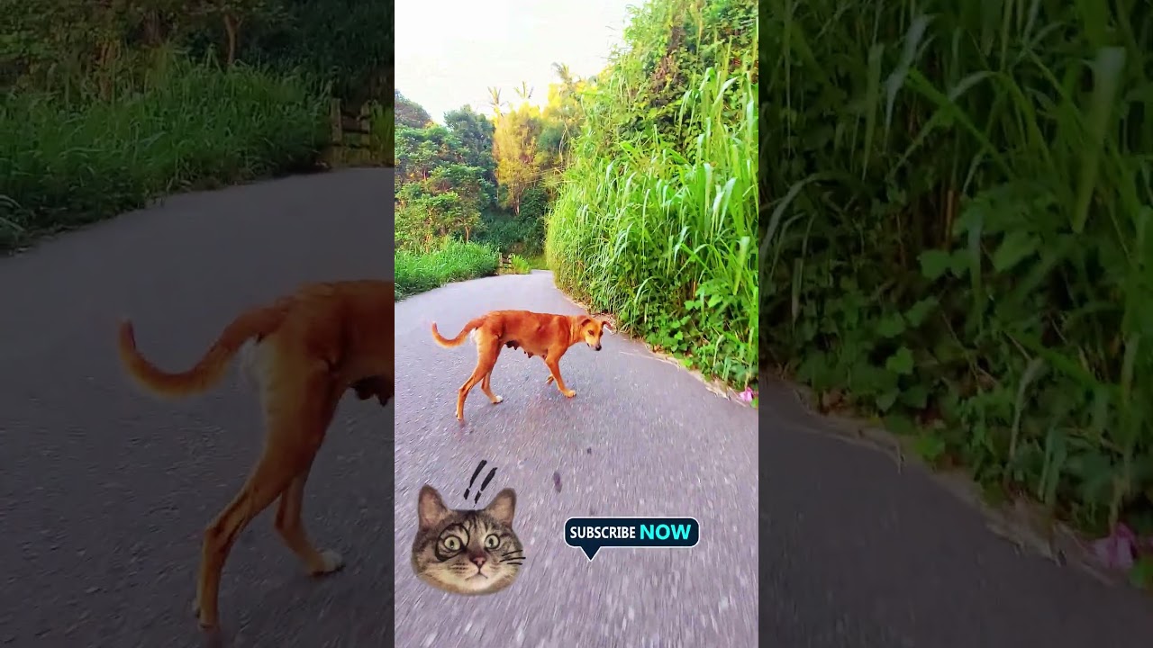 village  dogs | In Sri lanka  