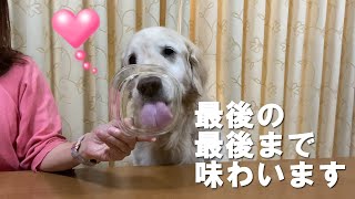 Golden Retrieverはっちの奮闘記の年収 収入はいくら Youtube ユーチューブ