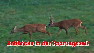 7. jähriger Superbock vom Müritzrevier    roe deer rut