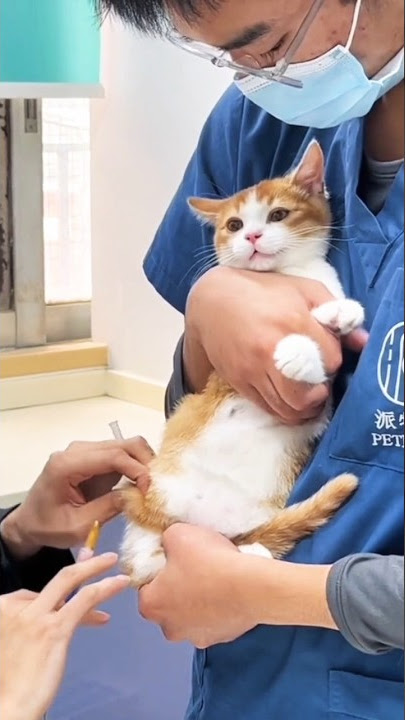 Cute cat injection #shortvideo #viral #new #cute #cat #shorts
