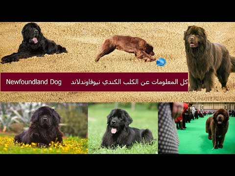 كل المعلومات عن الكلب السباح الكندي العملاق نيوفاوندلاند  