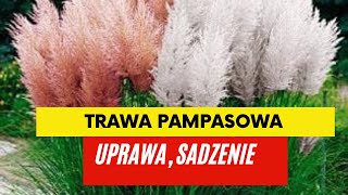 Trawa pampasowa. Uprawa, stanowisko, podłoże, sadzenie.