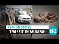 Watch: 10-ft-long python on Mumbai highway causes traffic jam, rescued