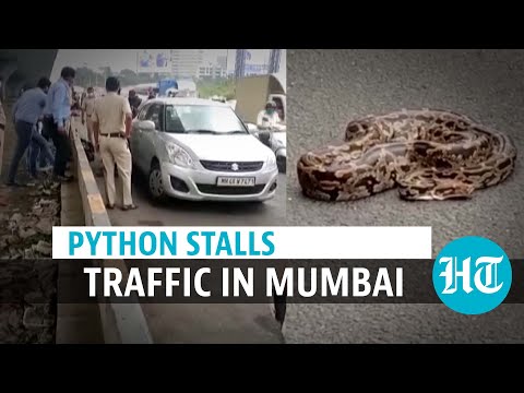 Watch: 10-ft-long python on Mumbai highway causes traffic jam, rescued