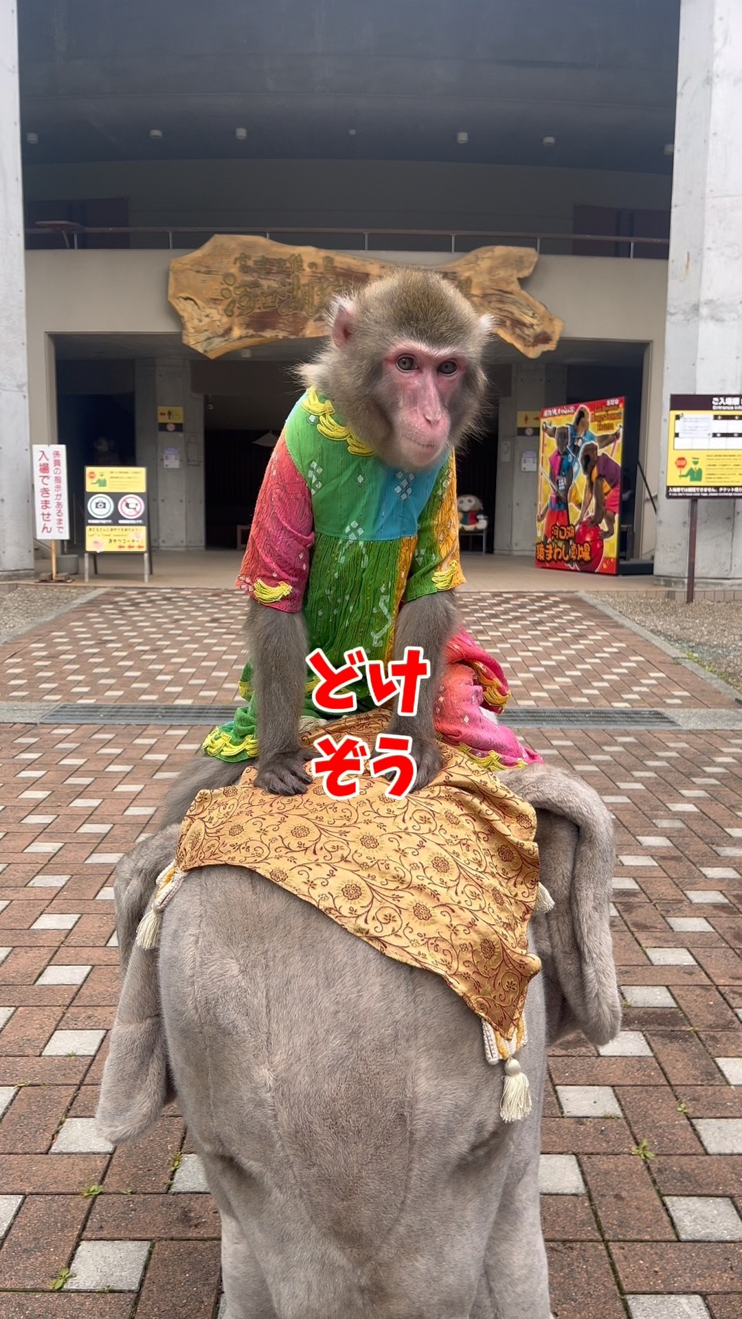 ぞうたろう Qたろうジュニア、ゾウに乗ってお散歩だぞう🐘🐒 - YouTube