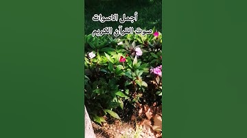 قران كريم🤲❤️ بصوت جميل للشيخ اسلام صبحي #المصحف #راحة_نفسية #اكسبلور#الرحمن #المصحف #راحة_نفسية