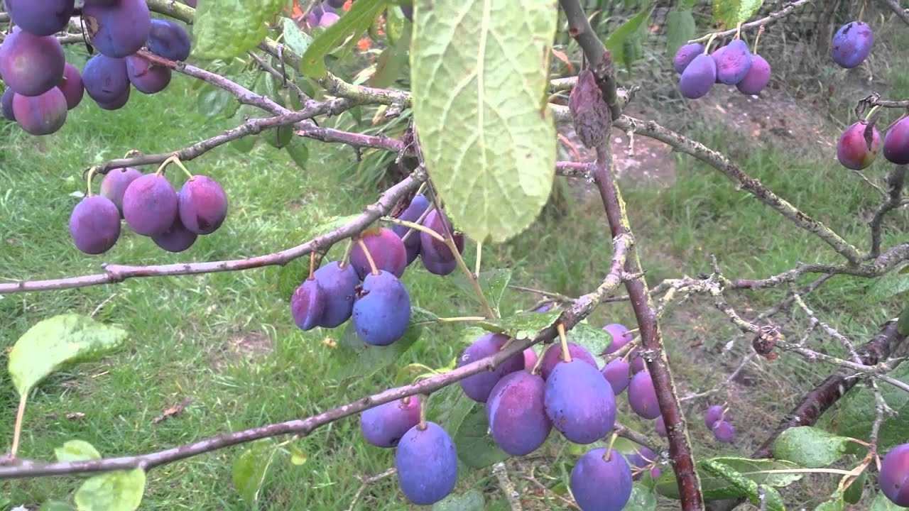 Marjorie Seedling Cooking Plum Marjorie Seedling Cooking Plum
