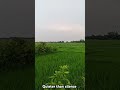 Quieter than silence : Paddy Field near Birbhum, West Bengal