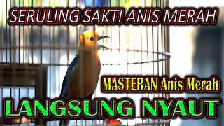 MASTERAN SERULING SAKTI ANIS MERAH, CEPAT GACOR