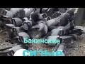 #PIGEONS #BAKU.  Голуби Рзаева Самира в Баку! 13.06.20г