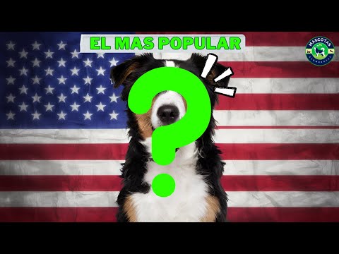 Video: AKC anuncia perros más populares en los Estados Unidos