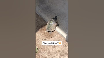 Person finds a turtle digging a hole to lay eggs outside boyfriends new apartment.