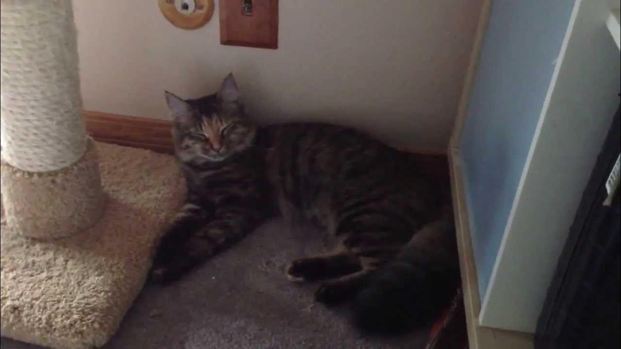How do cats fall asleep? YouTube