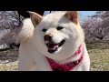 鼻っぱしに花びらをつけるおっちょこちょいアピールがあざとすぎる柴犬
