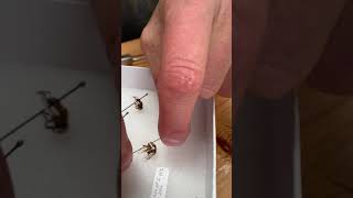 Pinning dried insects