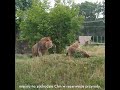 Midzynarodowy dzie lwa w dzkim zoo