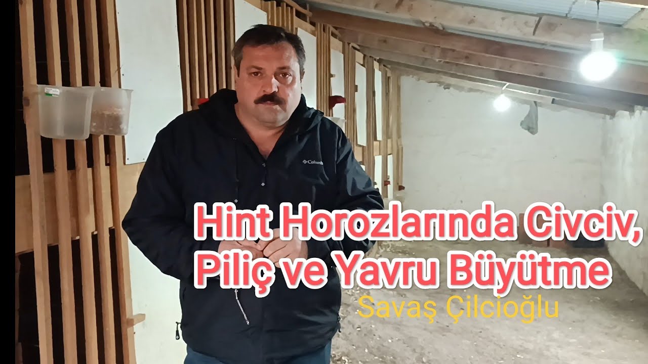 Hint Horozlarında Civciv, Piliç ve Yavru Büyütme # Savaş Çilcioğlu Anlatıyor.