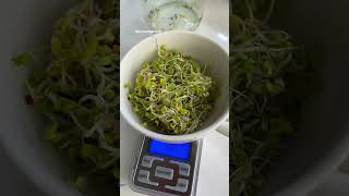 🌱 How much food does 1 teaspoon actually grow into? #microgreens #sprouts #broccoli