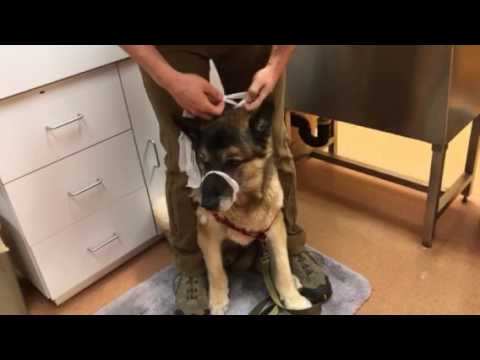 Gauze Muzzle