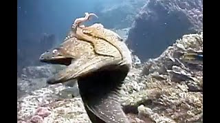 MORAY EEL EAT OCTOPUS