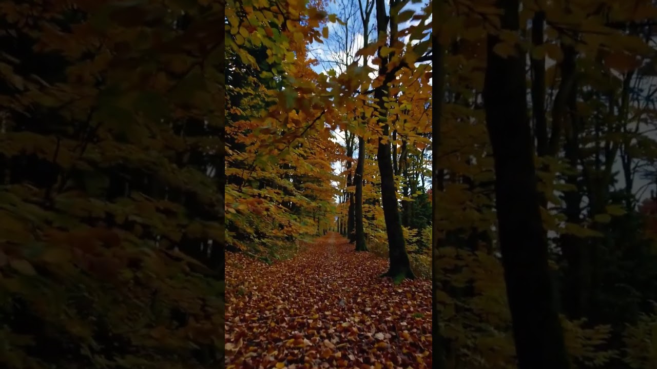 Autumn Forest