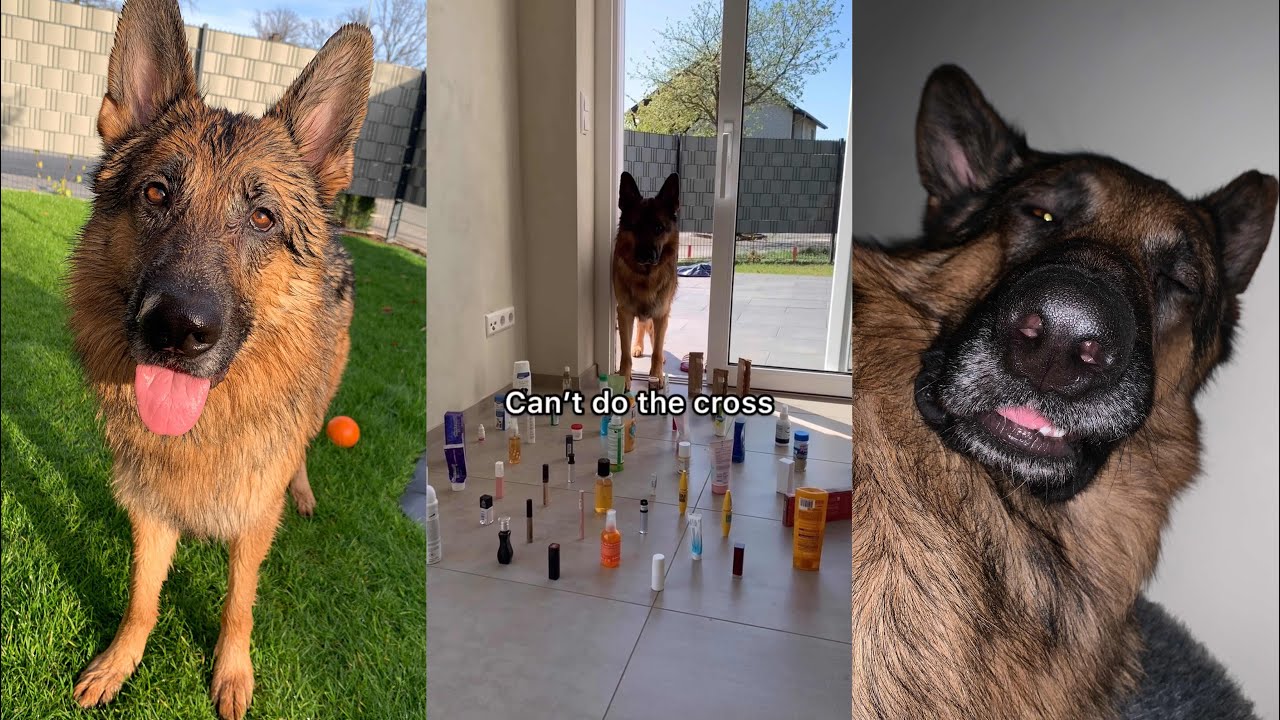 Silly German Shepherd Moments