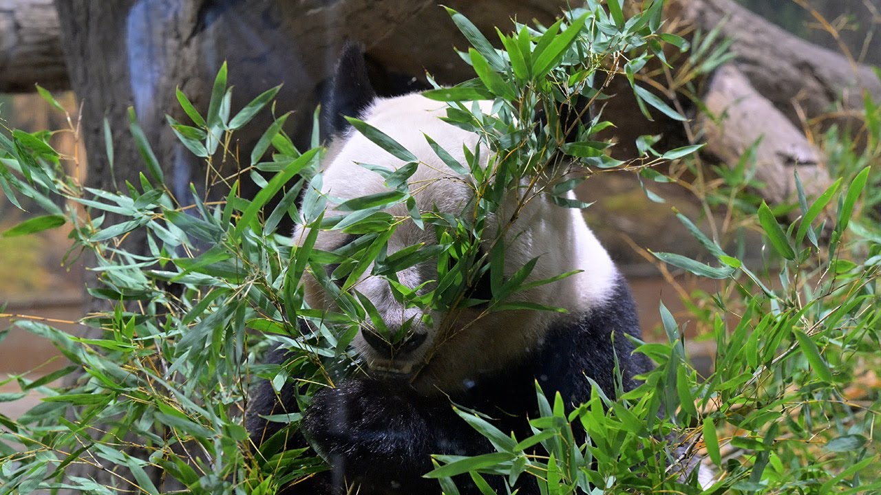 2025.08.13 今日のパンダ（3922日目）[8K] - YouTube